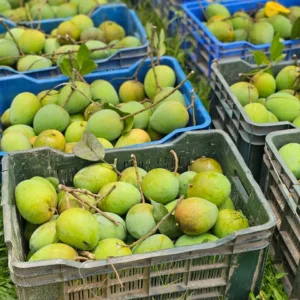 হারি ভাঙ্গা আম - ১০ কেজি