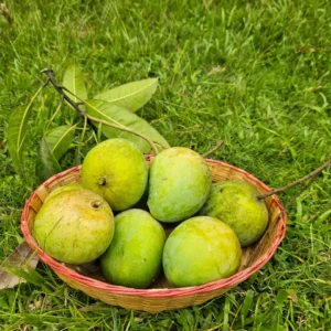 হারি ভাঙ্গা আম - ৩০ কেজি