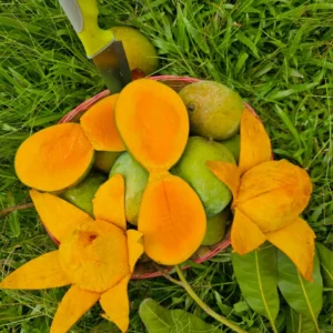 হারি ভাঙ্গা আম - ২০ কেজি